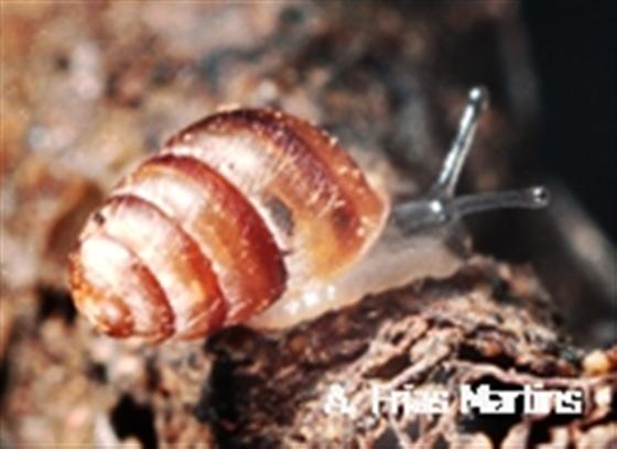 Lauria fasciolata (Morelet, 1860)
